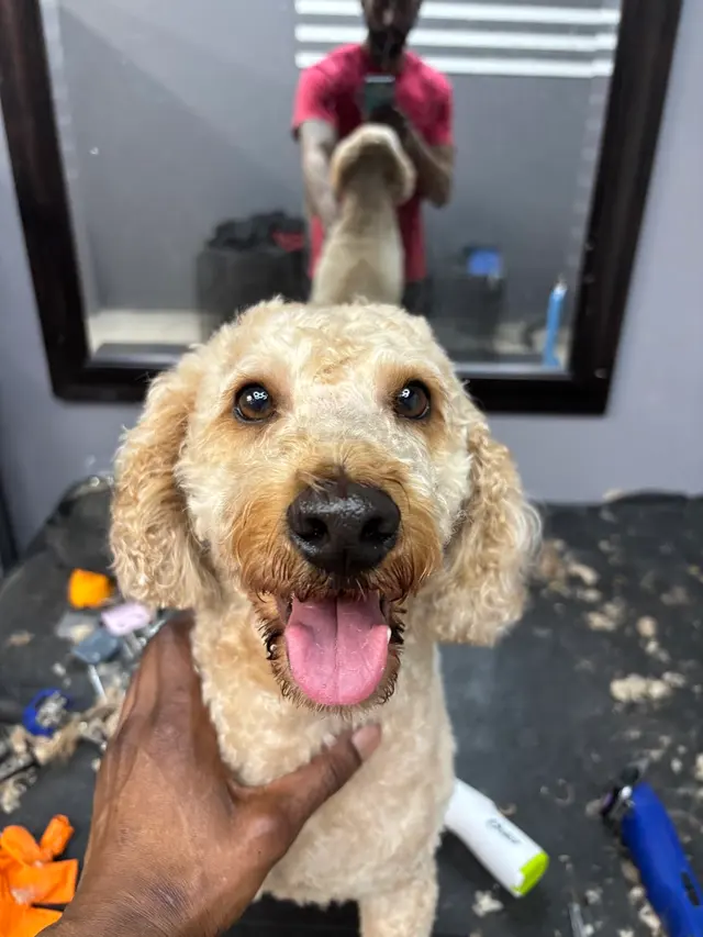 Upnorthbulliesllc Pet grooming — customer photo 6