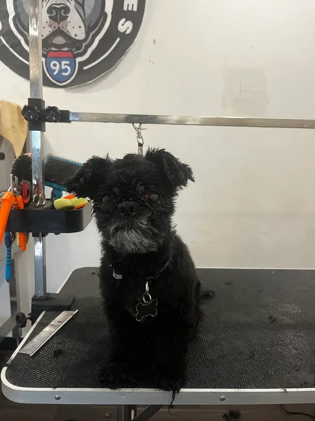 Upnorthbulliesllc Pet grooming — photo from the business 12
