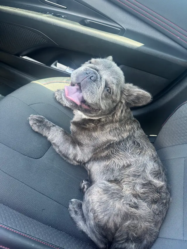 Upnorthbulliesllc Pet grooming — customer photo 4