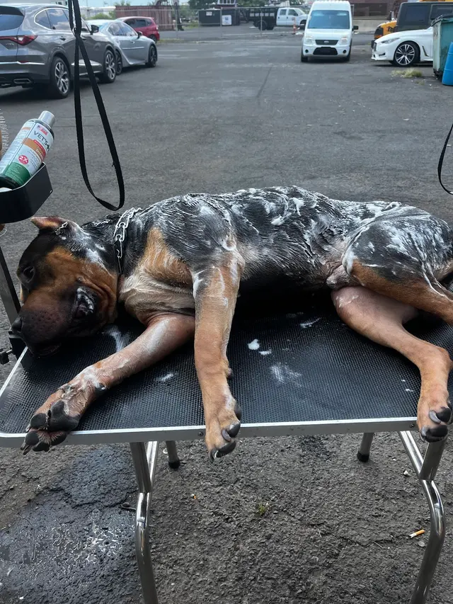 Upnorthbulliesllc Pet grooming — photo from the business 9