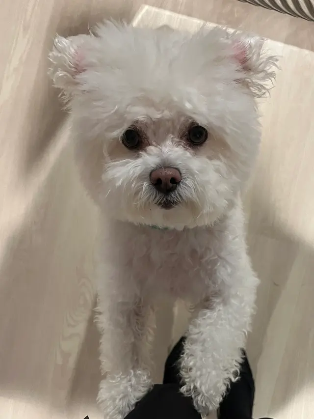 Upnorthbulliesllc Pet grooming — customer photo 3