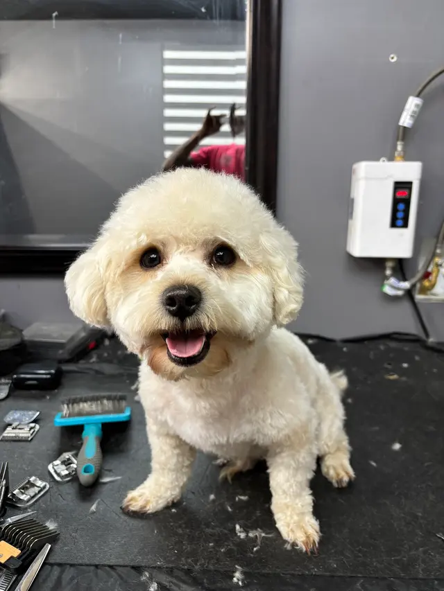 Upnorthbulliesllc Pet grooming — customer photo 1