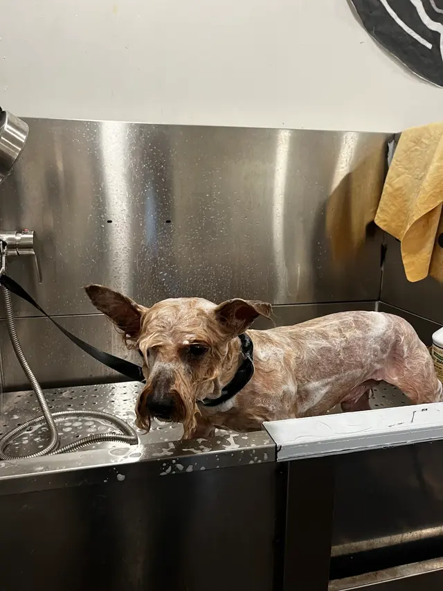 Upnorthbulliesllc Pet grooming — photo from the business 11