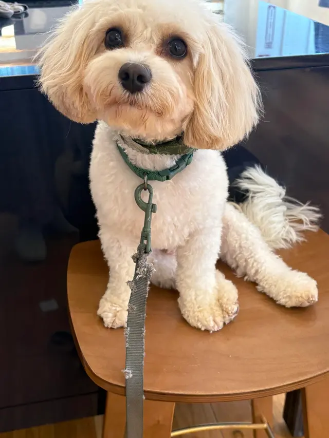 Pawsitively Perfect — customer photo 2