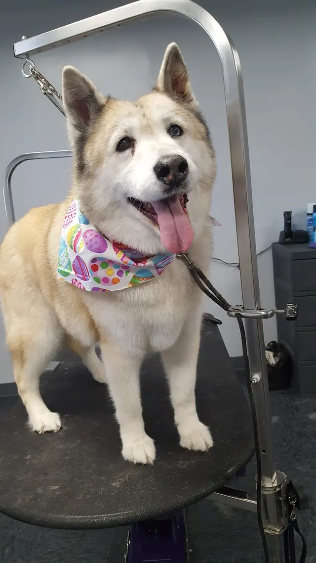 Pawsitively Perfect — photo from the business 4