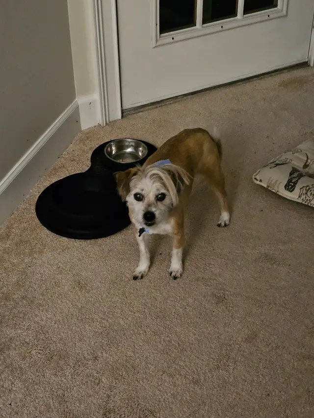 Pawsitively Perfect — customer photo 11