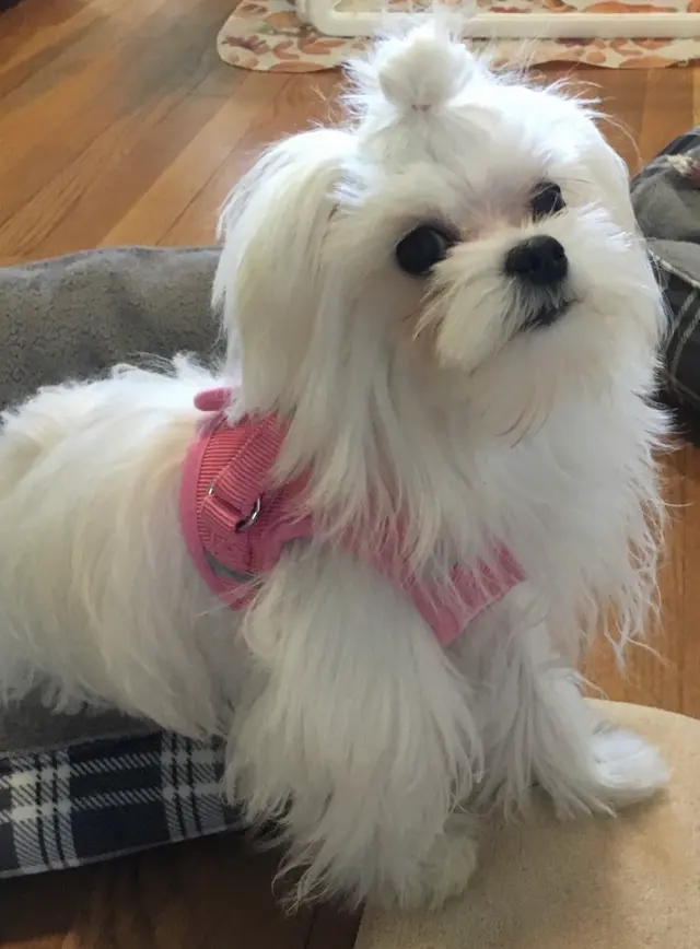 Pawsitively Perfect — customer photo 6
