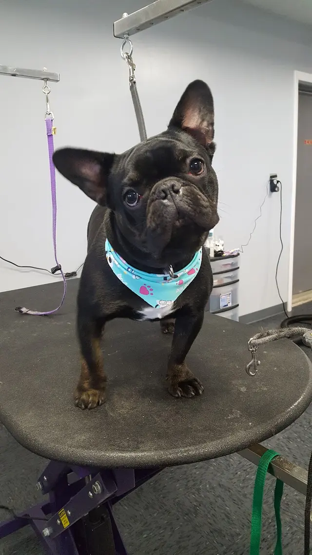 Pawsitively Perfect — photo from the business 5