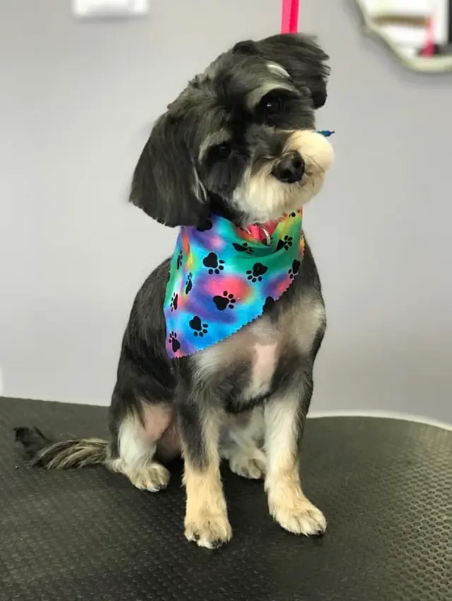 Pawsitively Perfect — customer photo 1