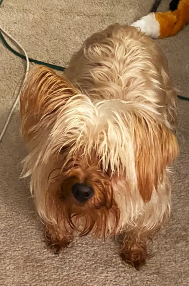 Pawsitively Perfect — customer photo 8