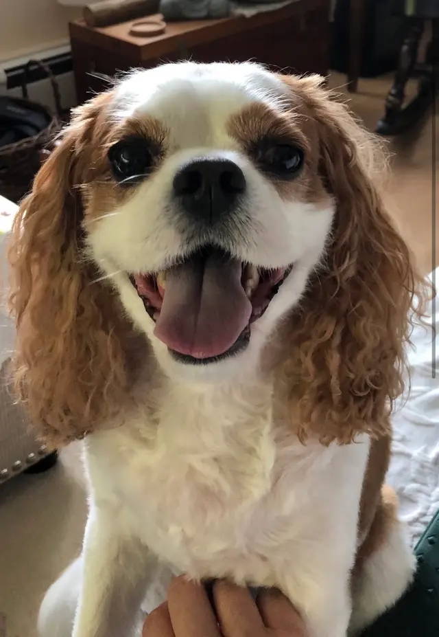Pawsitively Perfect — customer photo 7