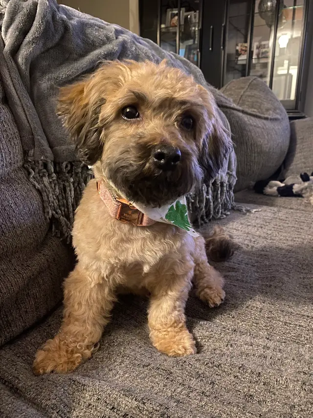 Pawsitively Perfect — customer photo 3