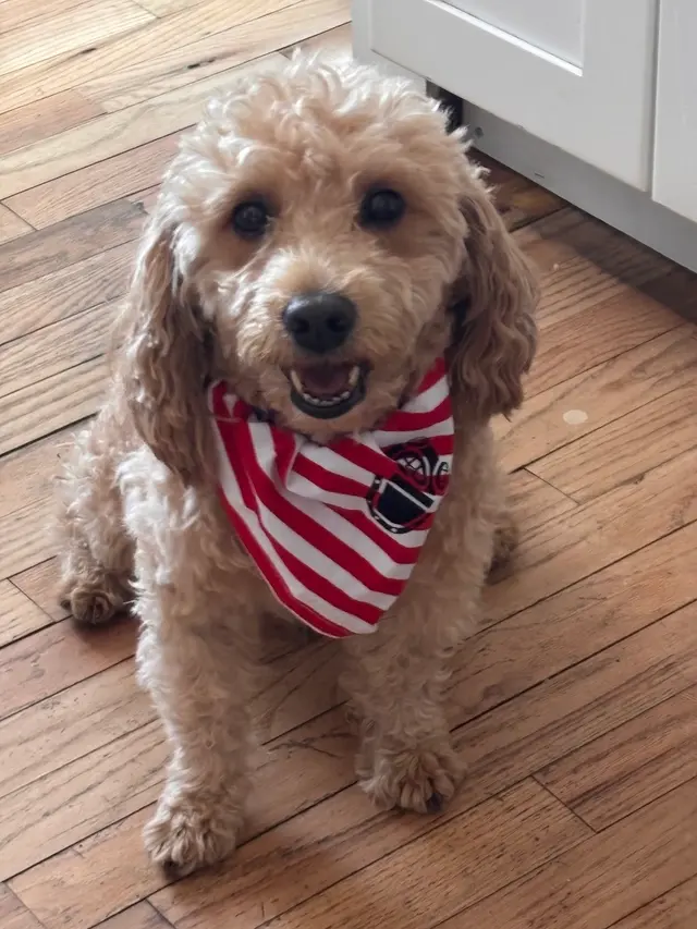 West Haven Animal Clinic — customer photo 2