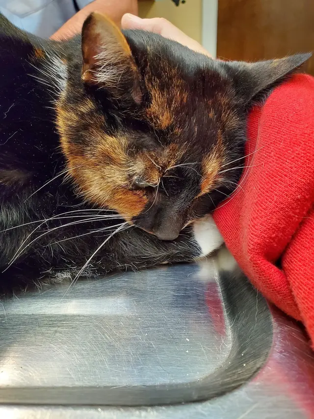 West Haven Animal Clinic — customer photo 3