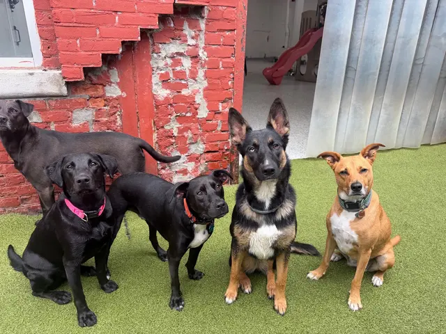 Paw Haven — photo from the business 7