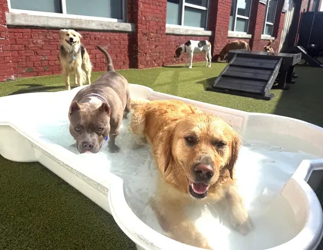 Paw Haven — customer photo 5