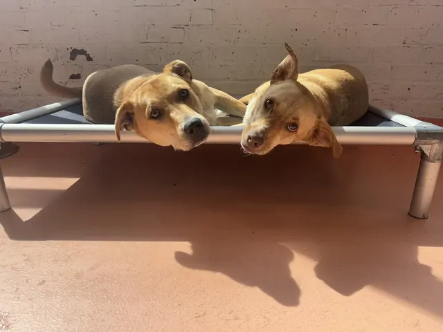 Paw Haven — customer photo 4