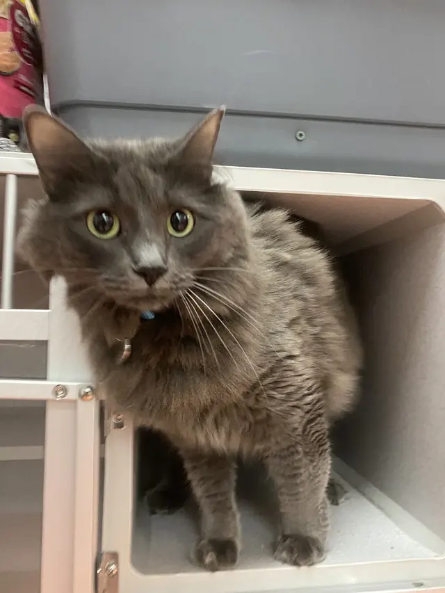 Paw Haven — photo from the business 6