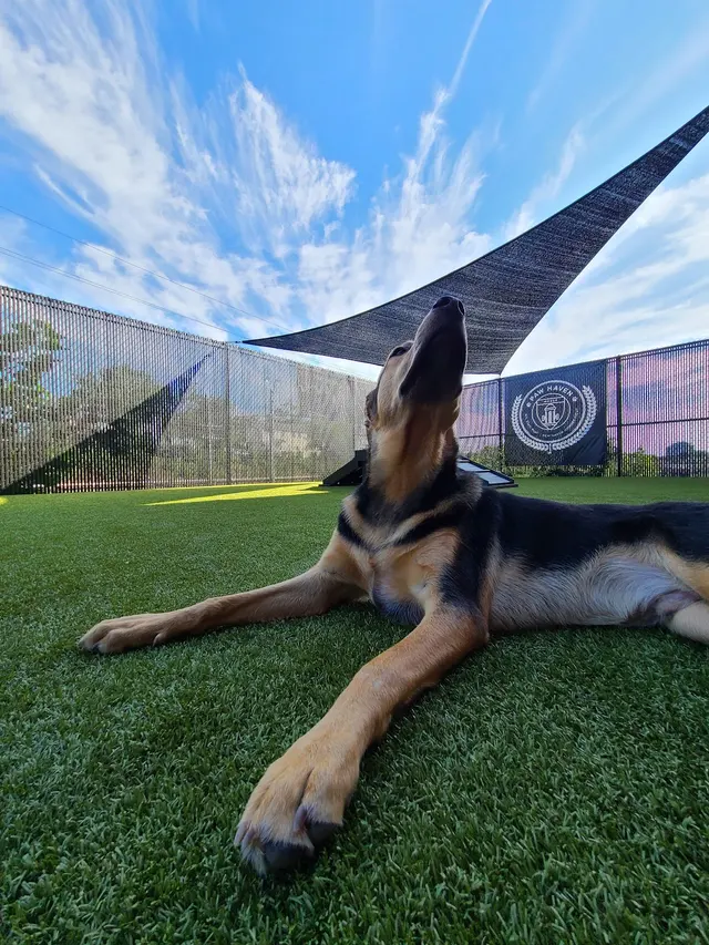 Paw Haven — photo from the business 12