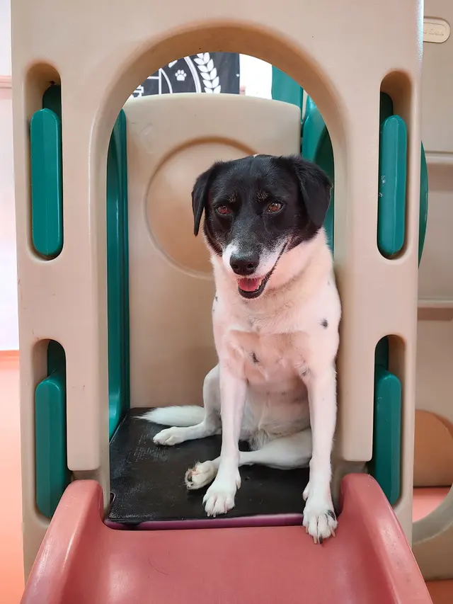 Paw Haven — photo from the business 8