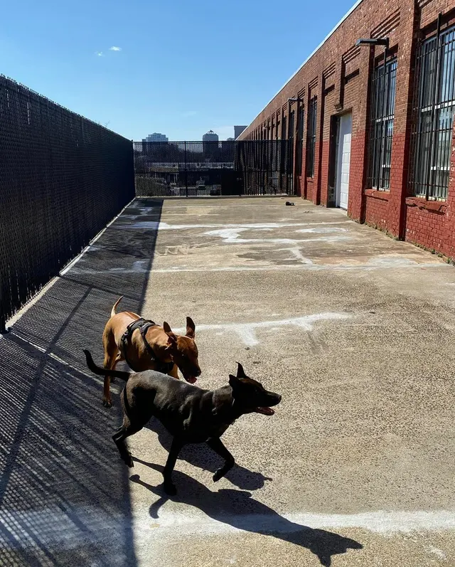 Paw Haven — photo from the business 9
