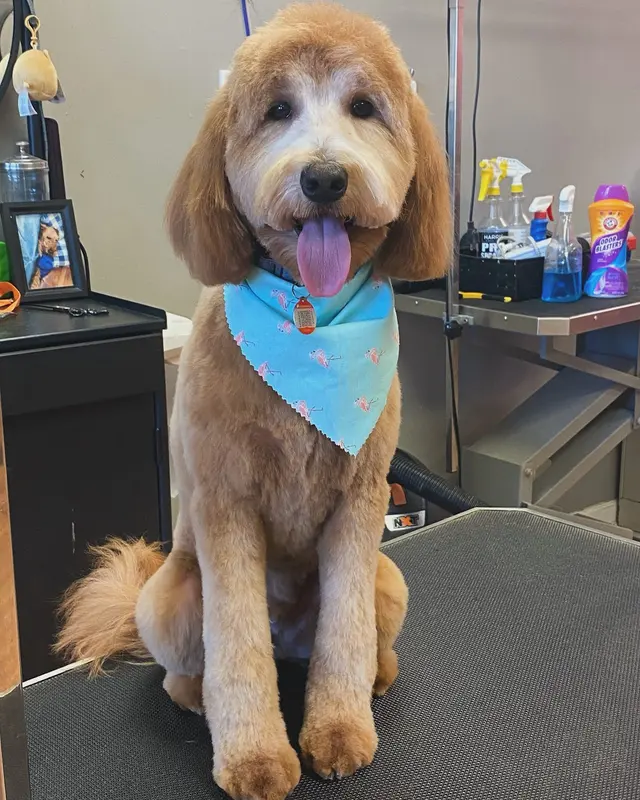 Sticky Paws — photo from the business 3