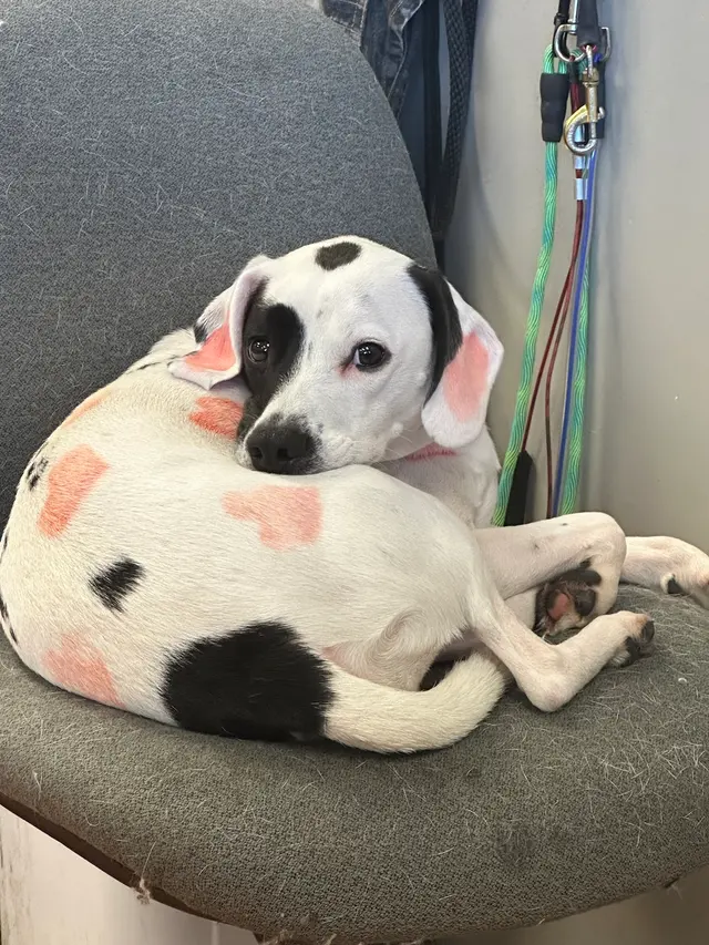 Sticky Paws — photo from the business 1