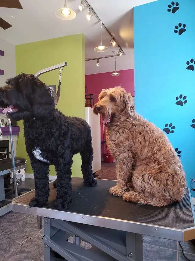 Sticky Paws — customer photo 7