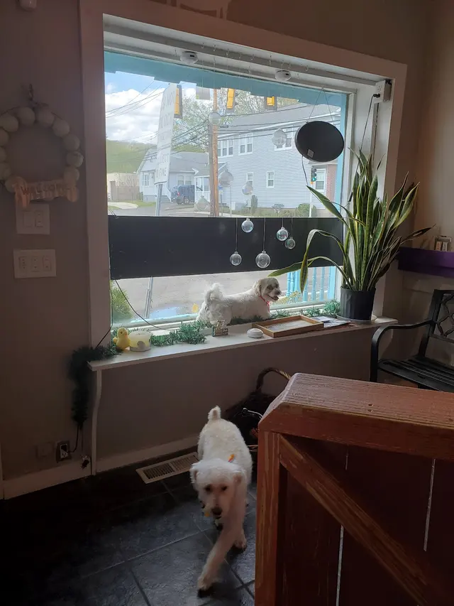 Sticky Paws — customer photo 10