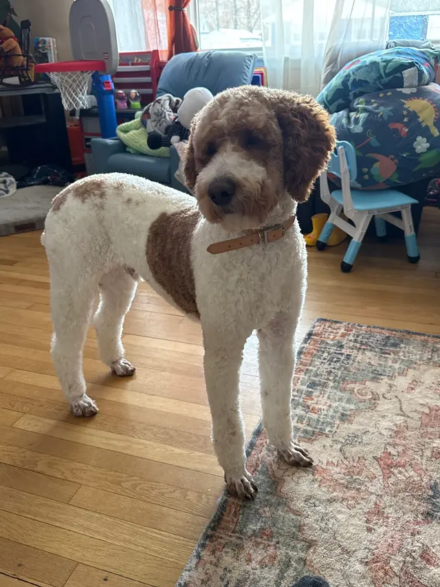 Sticky Paws — customer photo 8