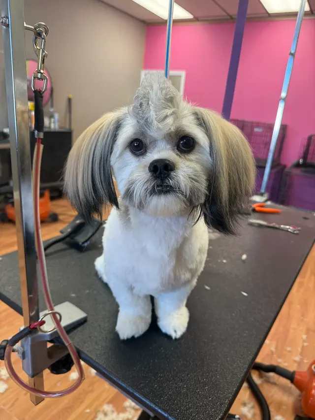 Sticky Paws — photo from the business 4