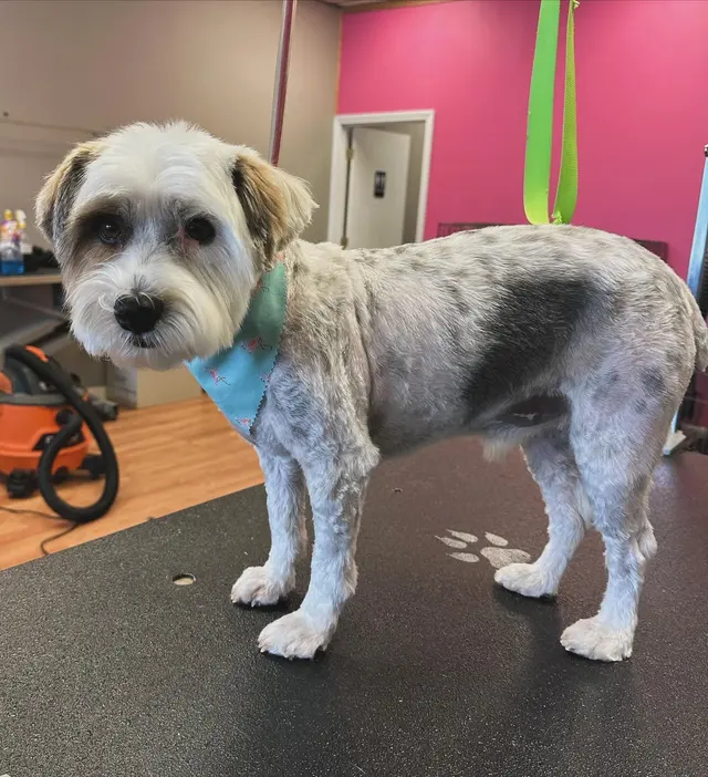 Sticky Paws — photo from the business 2