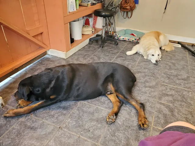 Sticky Paws — customer photo 12