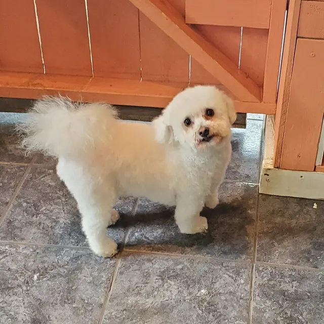 Sticky Paws — customer photo 6