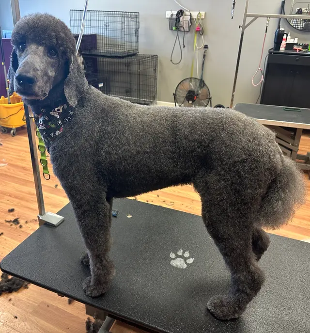 Sticky Paws — photo from the business 11
