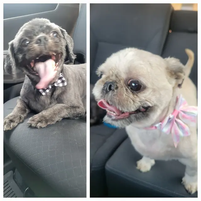 Sticky Paws — customer photo 5