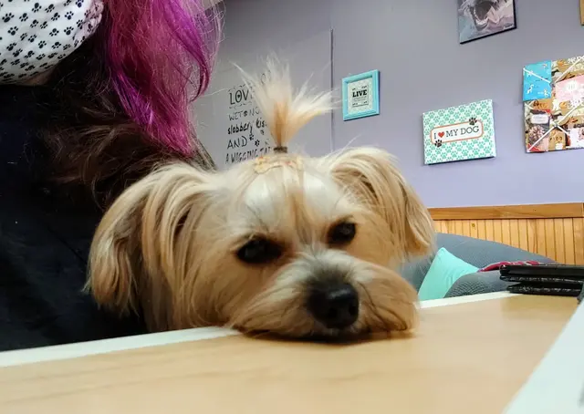 DeTails Dog Grooming LLC — photo from the business 4