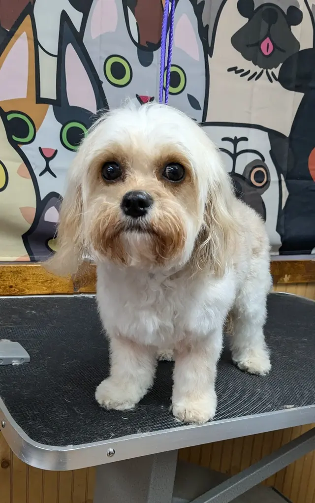 DeTails Dog Grooming LLC — photo from the business 6