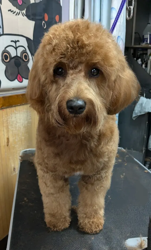 DeTails Dog Grooming LLC — photo from the business 7