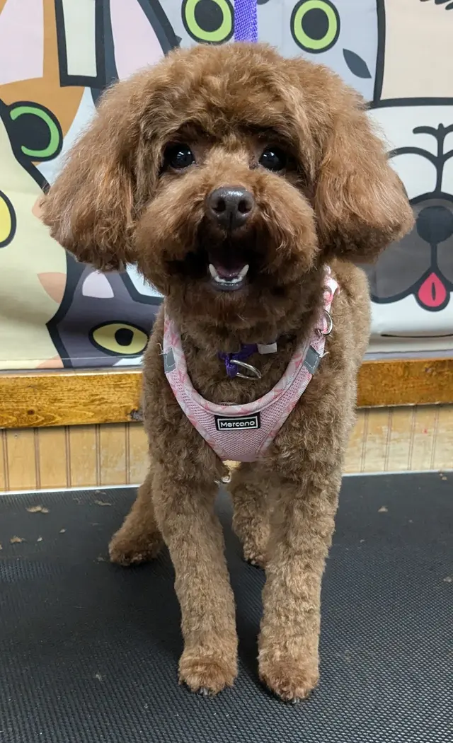 DeTails Dog Grooming LLC — photo from the business 1