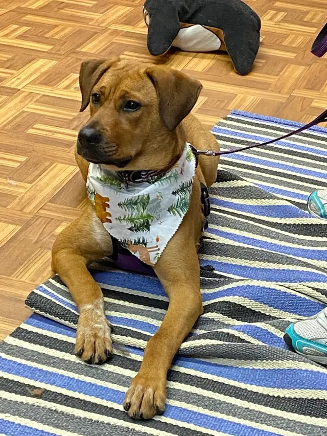 DeTails Dog Grooming LLC — customer photo 3