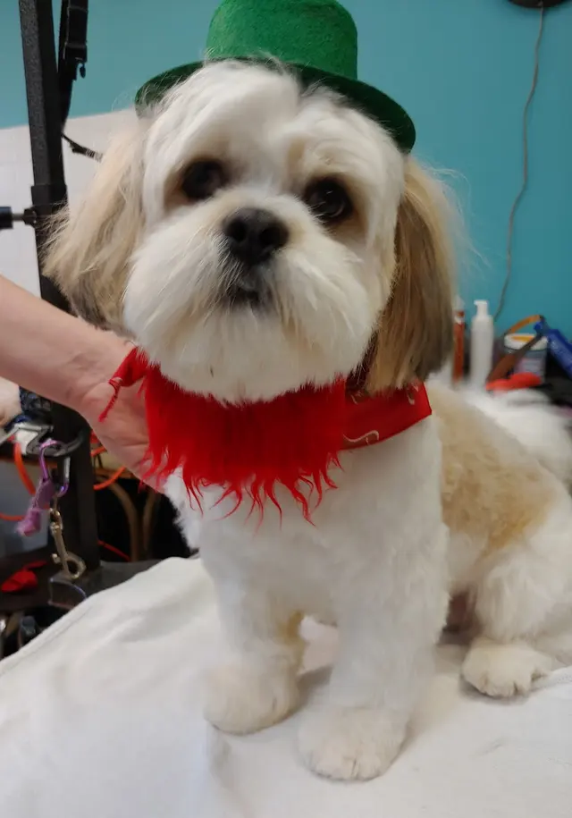 DeTails Dog Grooming LLC — photo from the business 5