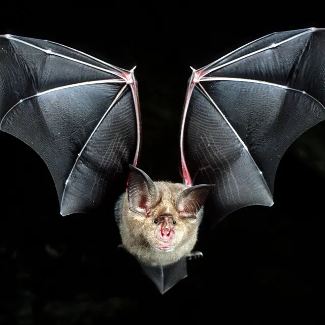 Bats & Beyond Wildlife Services LLC — photo from the business 7