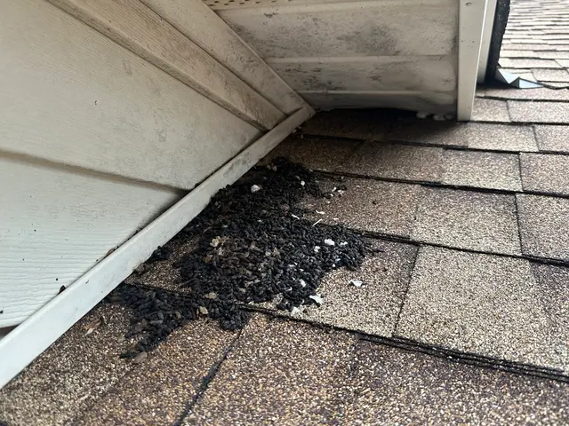Bats & Beyond Wildlife Services LLC — photo from the business 8