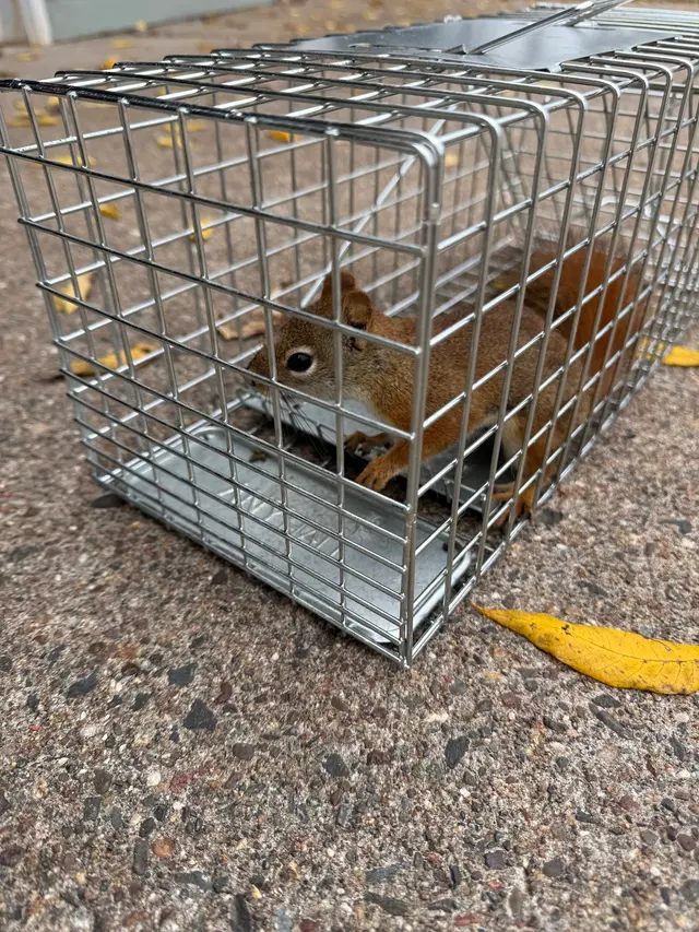 Bats & Beyond Wildlife Services LLC — customer photo 5