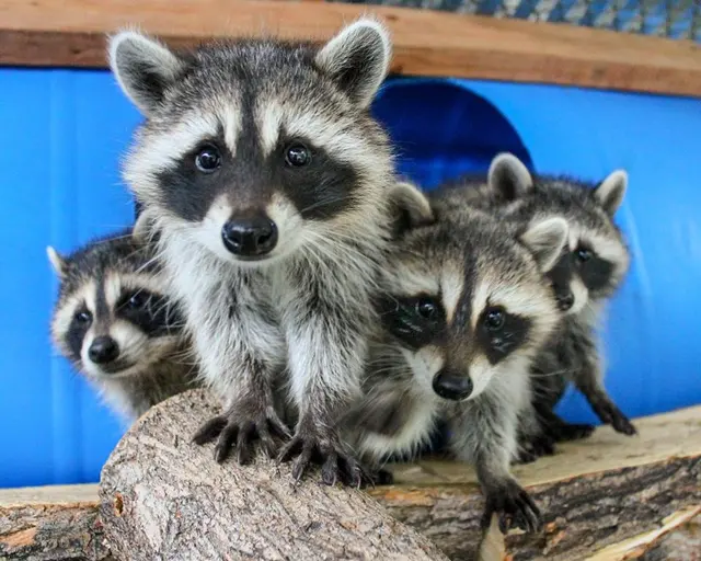 Bats & Beyond Wildlife Services LLC — photo from the business 1