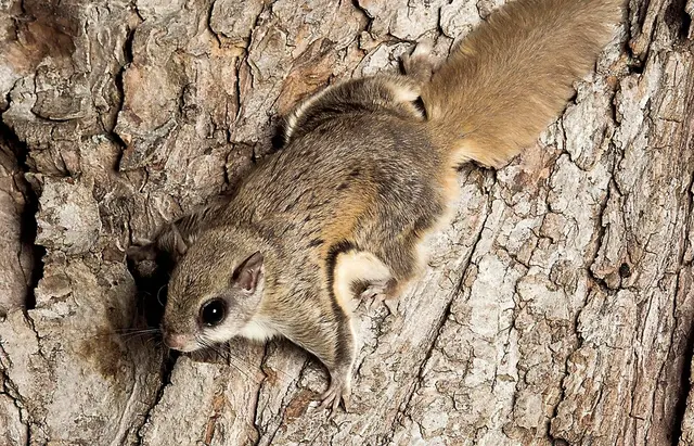 Bats & Beyond Wildlife Services LLC — photo from the business 3