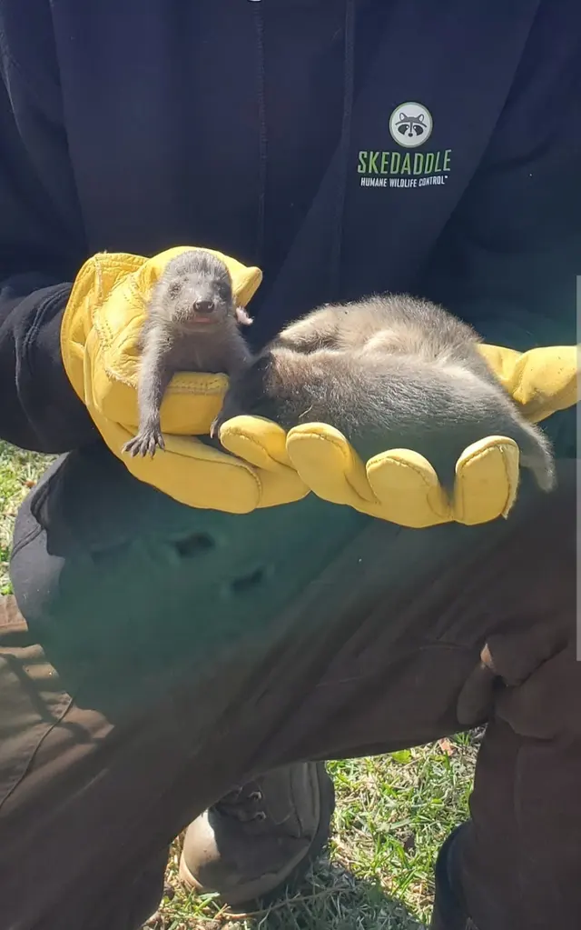 Customer photo of work by Skedaddle Humane Wildlife Control - Minneapolis, from Angela Basara's review