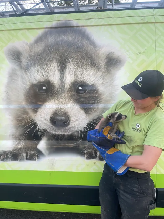 Skedaddle Humane Wildlife Control - Minneapolis — photo from the business 4