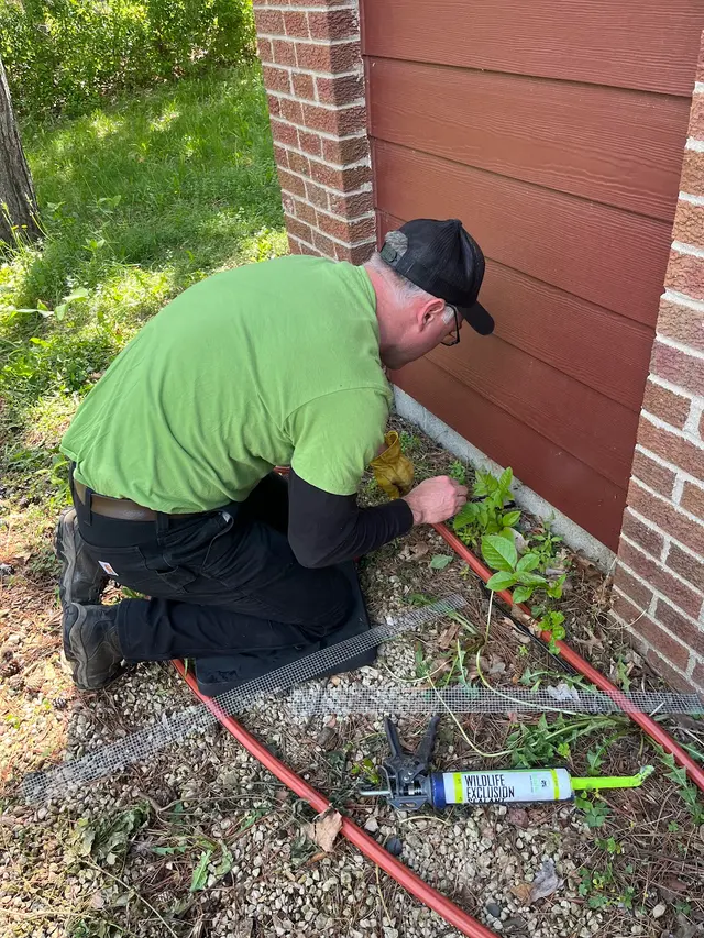 Skedaddle Humane Wildlife Control - Minneapolis — photo from the business 11